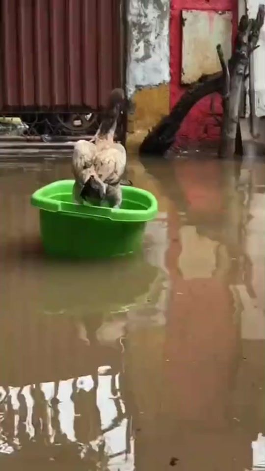 TikTok video thumbnail by zueirarrando