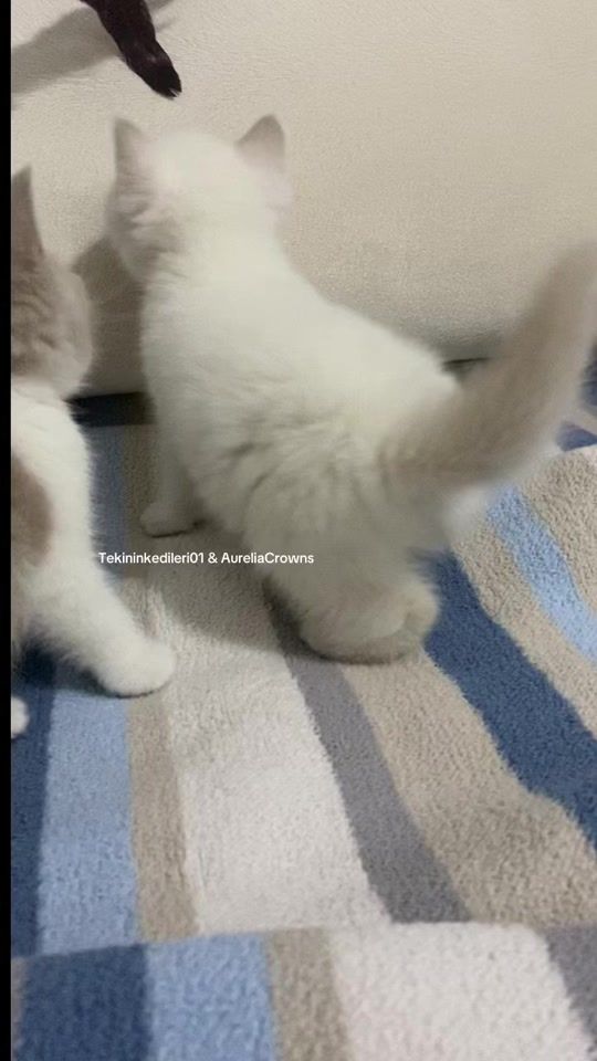 TikTok video thumbnail by tekininkedileri01