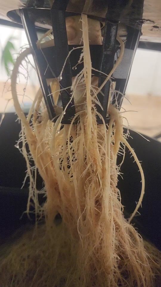 TikTok video thumbnail by 4rcultivos