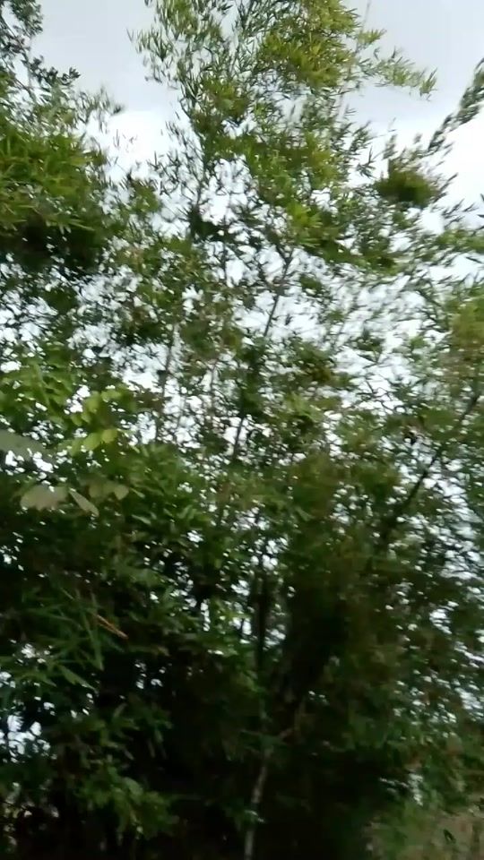 TikTok video thumbnail by md.taskinislamoli1