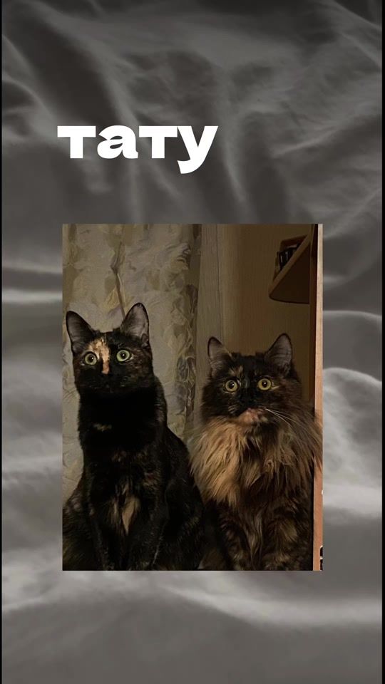 TikTok video thumbnail by moroz_ink