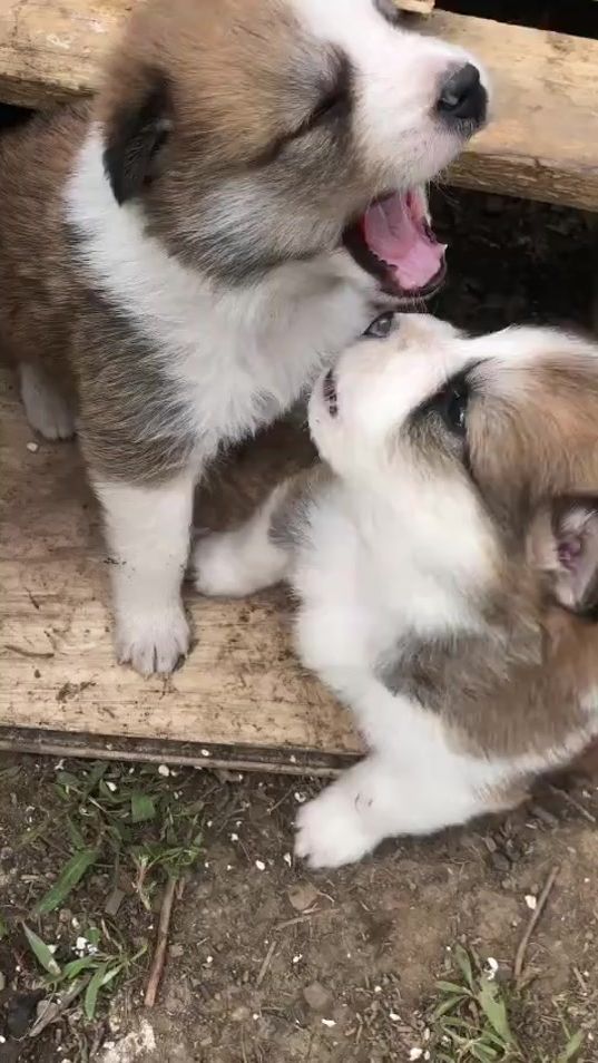 TikTok video thumbnail by akita.bruno
