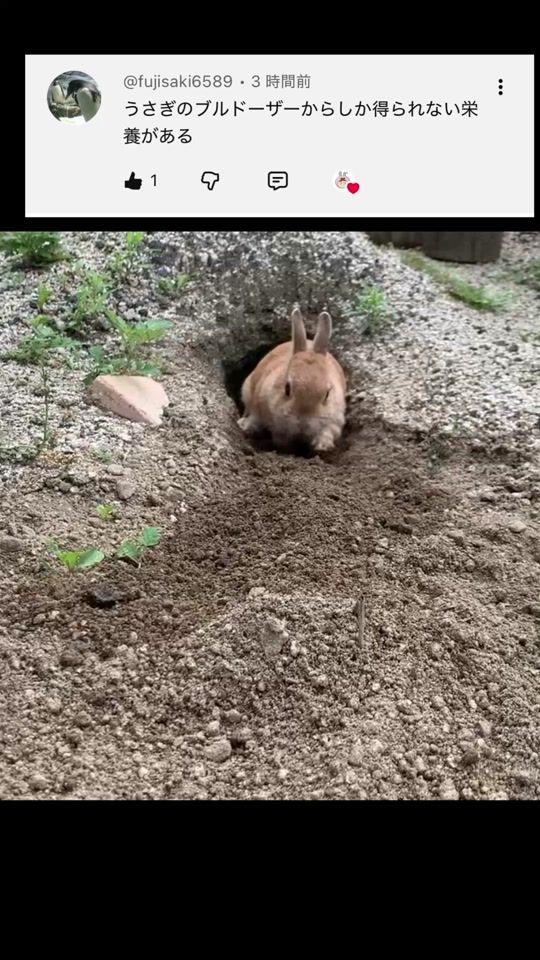 TikTok video thumbnail by rabbitman.usao