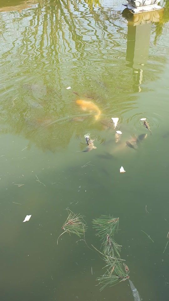 TikTok video thumbnail by jokersupason