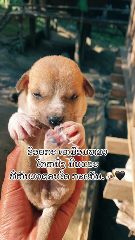 TikTok video thumbnail by usergs5pm6875e