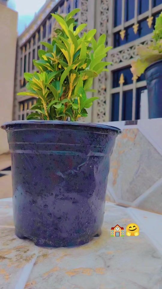 TikTok video thumbnail by a50a40