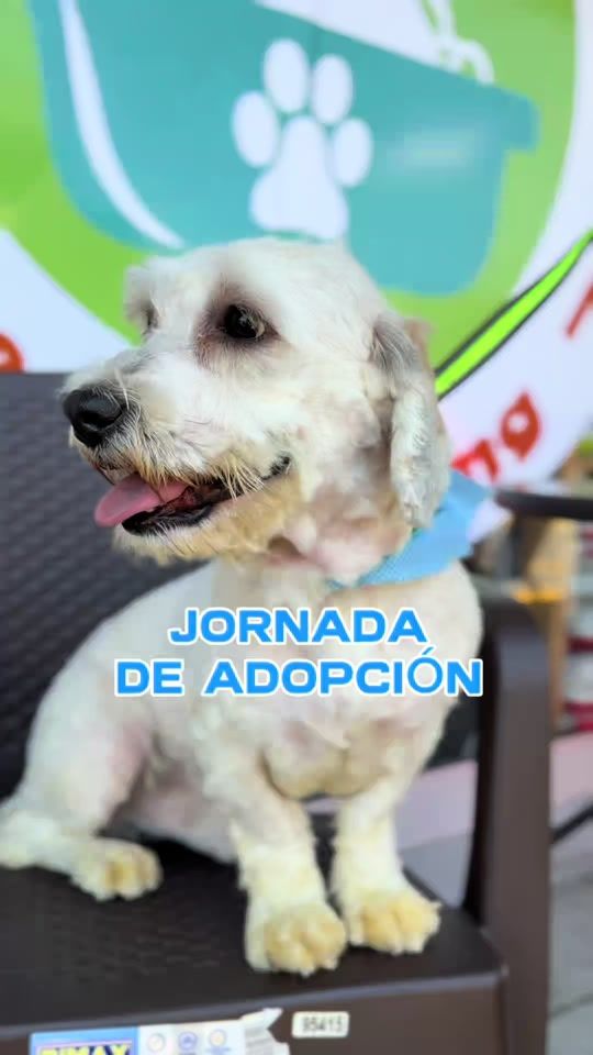 TikTok video thumbnail by alberguemascotasmixco