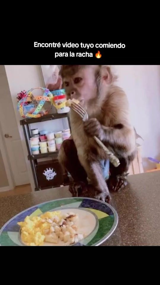 TikTok video thumbnail by tuchanguito_sv
