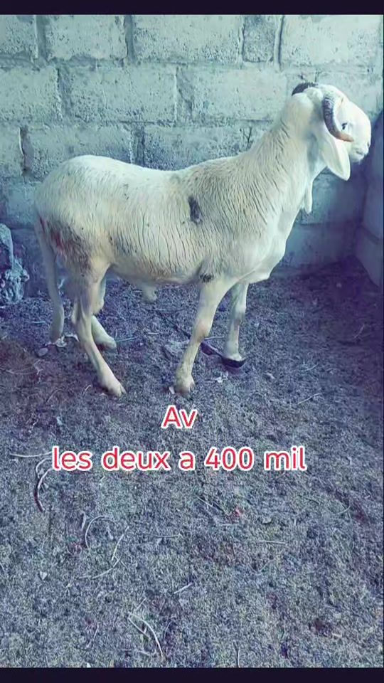 TikTok video thumbnail by soldaroufallou12