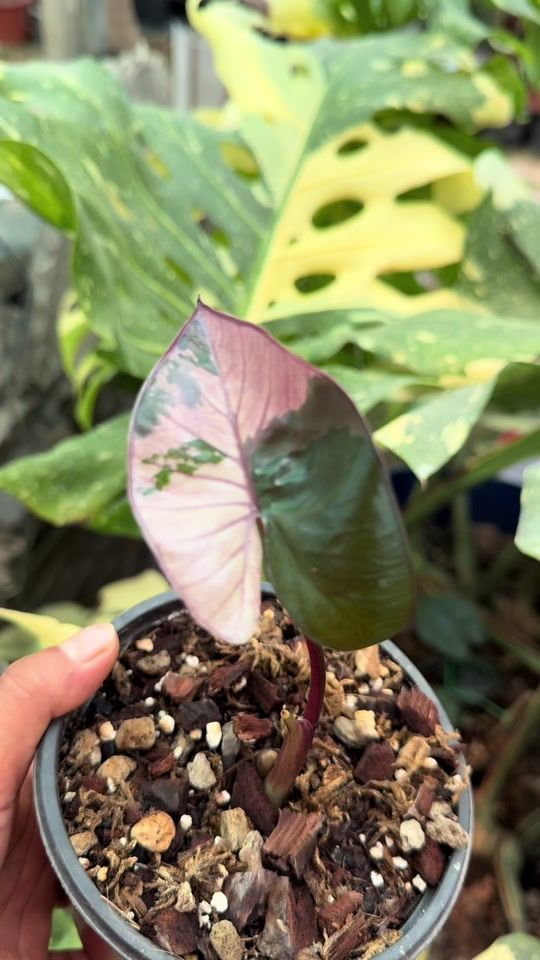 TikTok video thumbnail by plants_for_house_decore