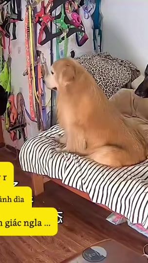 TikTok video thumbnail by lieu2710