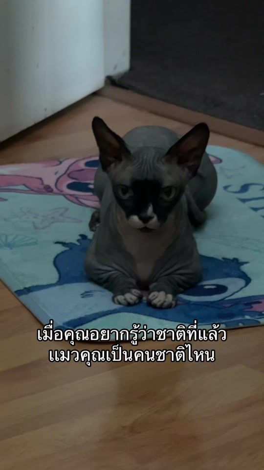 TikTok video thumbnail by guiitarima