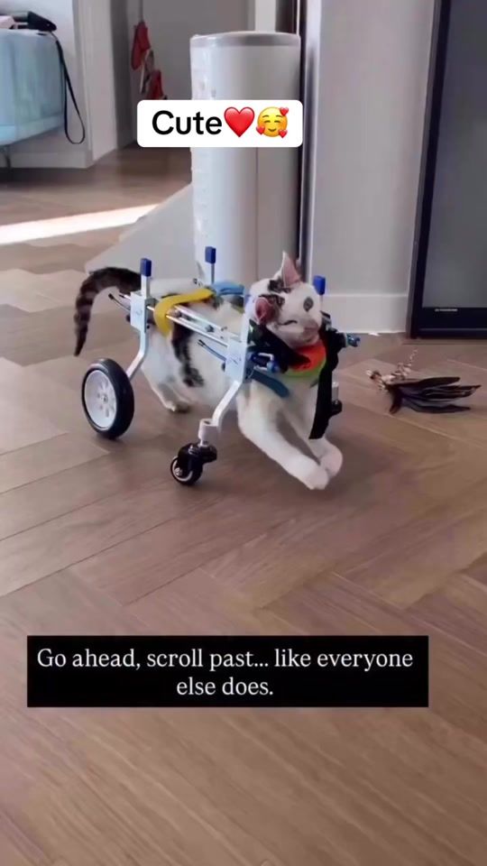 TikTok video thumbnail by catlovex