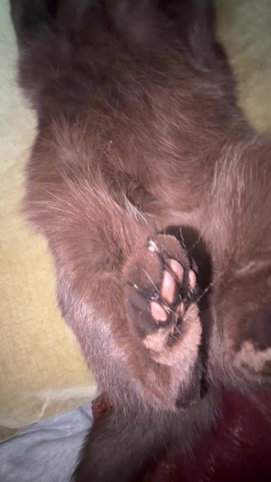 TikTok video thumbnail by cocoandhannah_