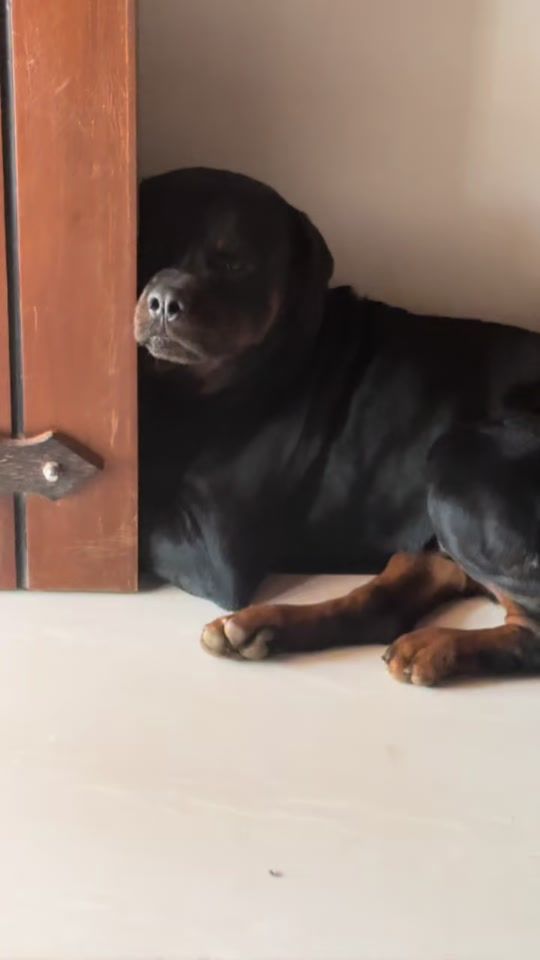 TikTok video thumbnail by alexbobo85
