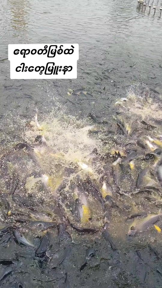 TikTok video thumbnail by minthit609