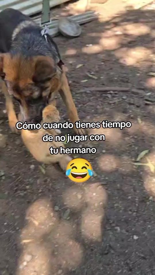 TikTok video thumbnail by .melvi505
