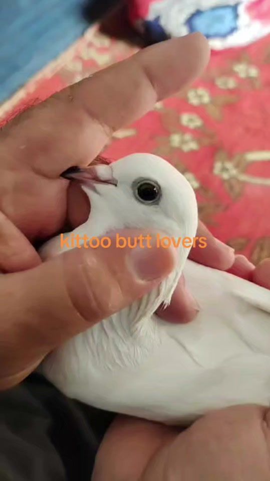 TikTok video thumbnail by kittoobutt