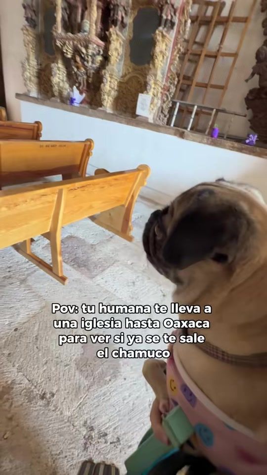 TikTok video thumbnail by itspugbertha