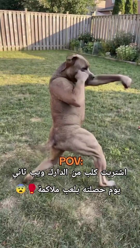 TikTok video thumbnail by ousame1