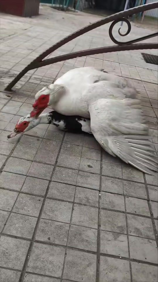 TikTok video thumbnail by ivan_jigan