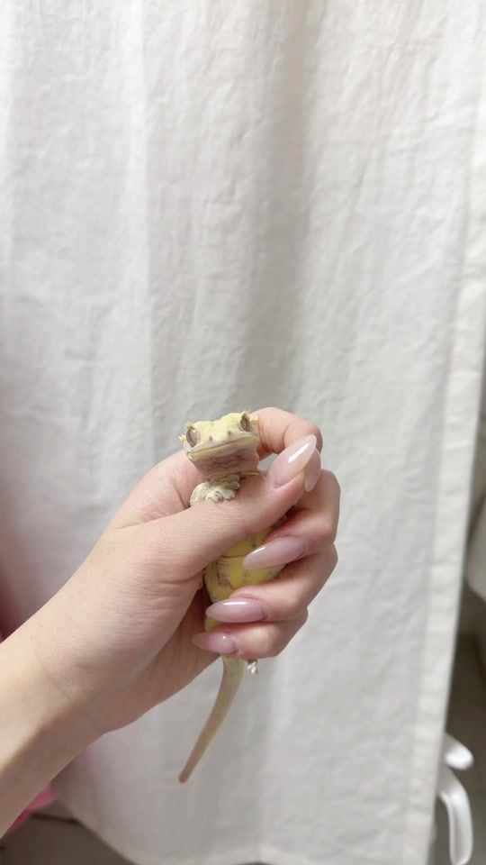 TikTok video thumbnail by winddung0