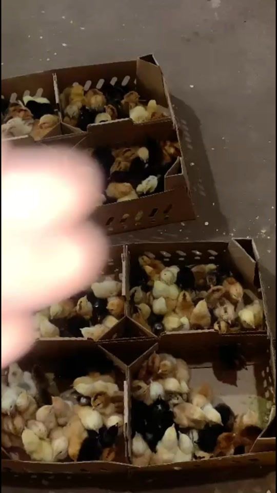 TikTok video thumbnail by tabcadaatanaada