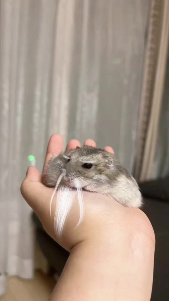 TikTok video thumbnail by chaellaumbr