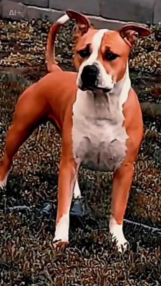TikTok video thumbnail by rexapexa