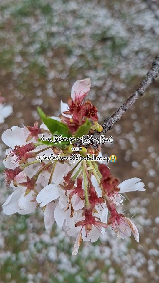TikTok video thumbnail by khinyamonephoo52
