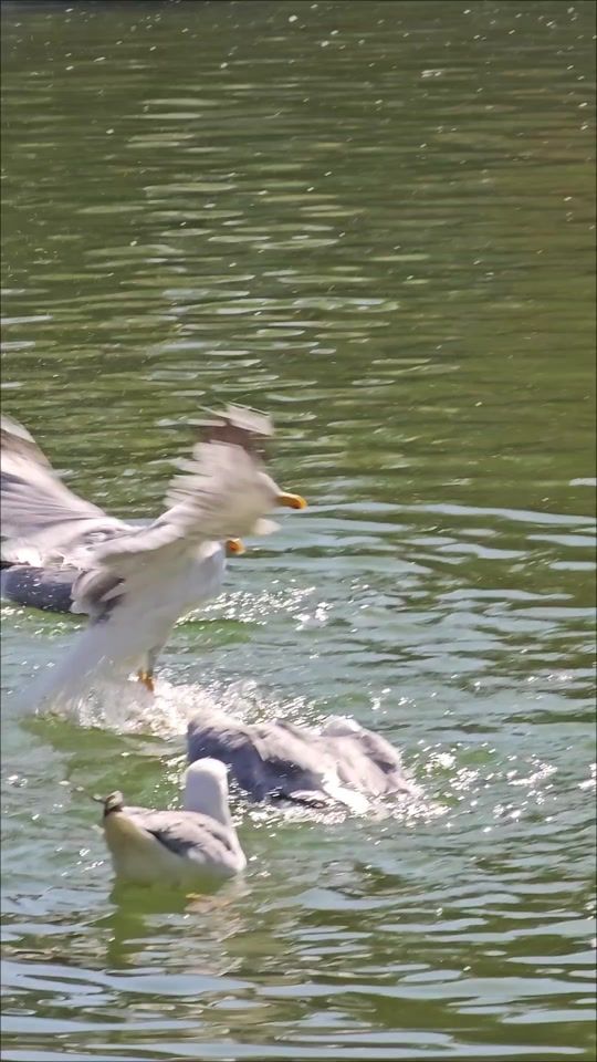 TikTok video thumbnail by mayaseer