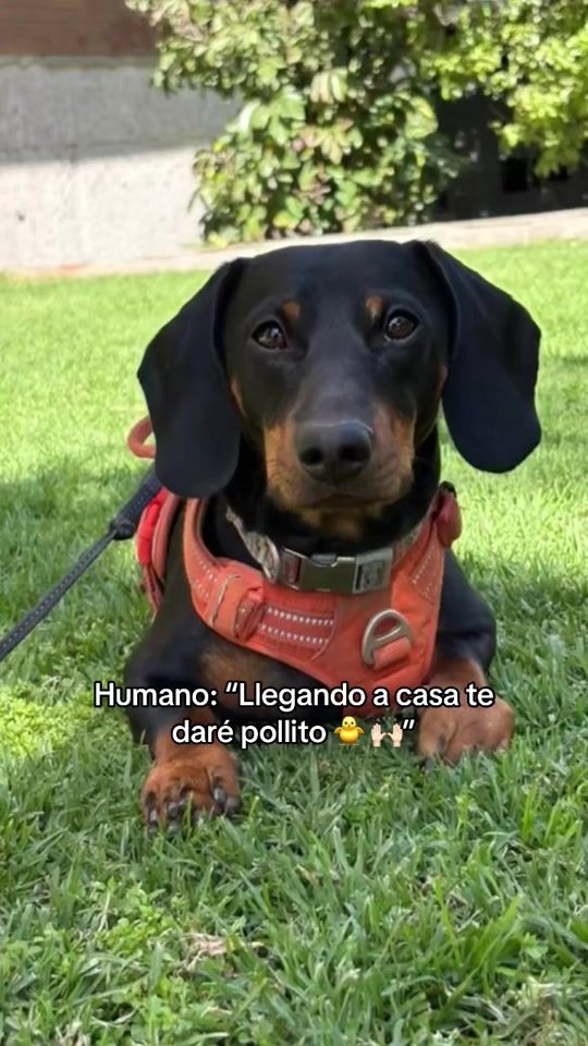 TikTok video thumbnail by _sito_diego