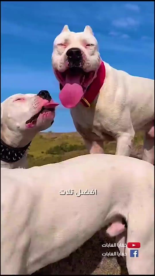 TikTok video thumbnail by moslim62