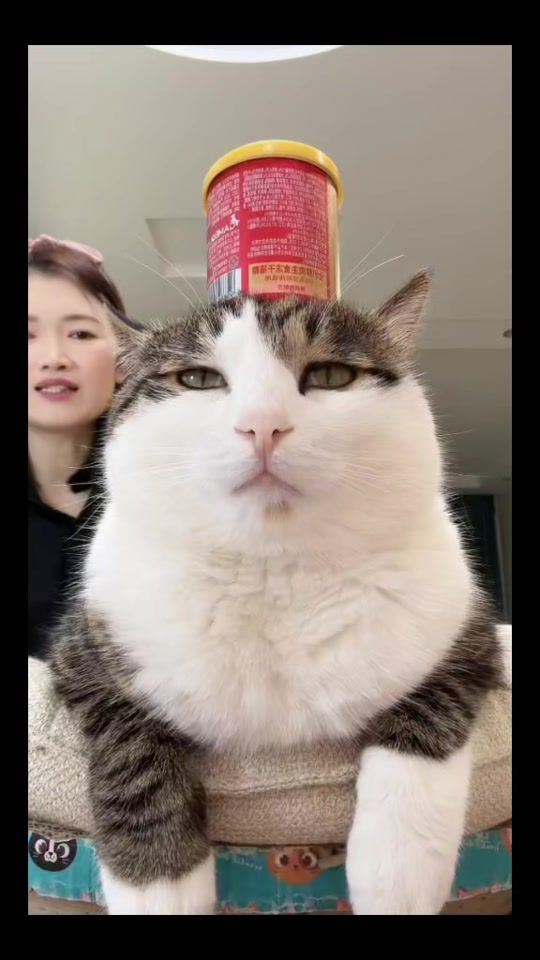 TikTok video thumbnail by randomcurator.my