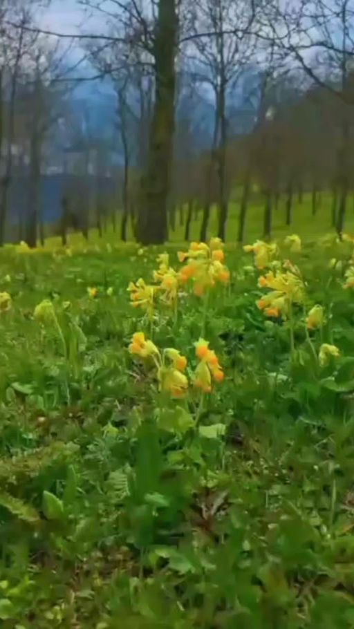 TikTok video thumbnail by 60tagiyev