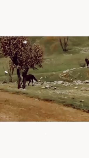 TikTok video thumbnail by __pivok__