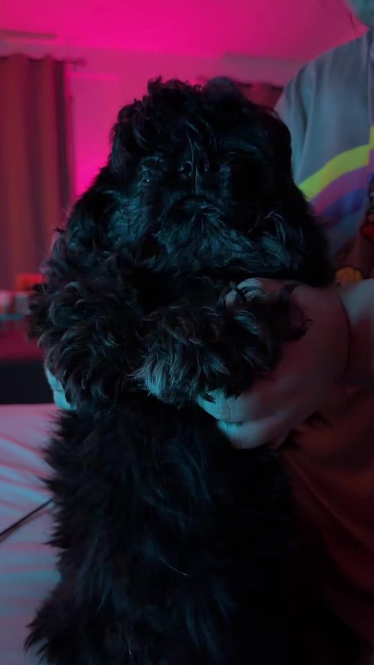 TikTok video thumbnail by pogithesamoyedph