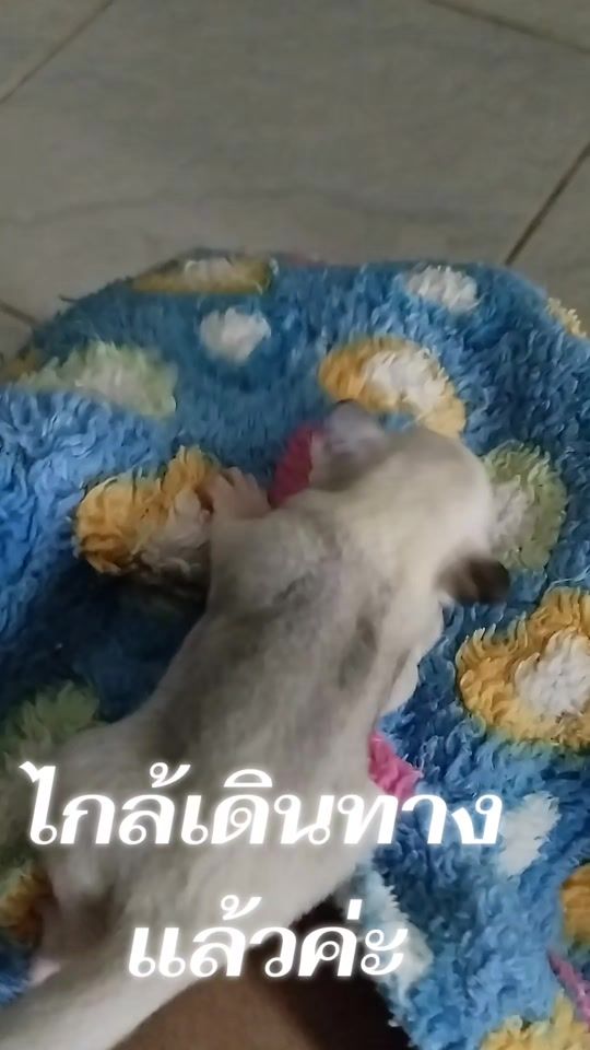 TikTok video thumbnail by mrssindymrssindy