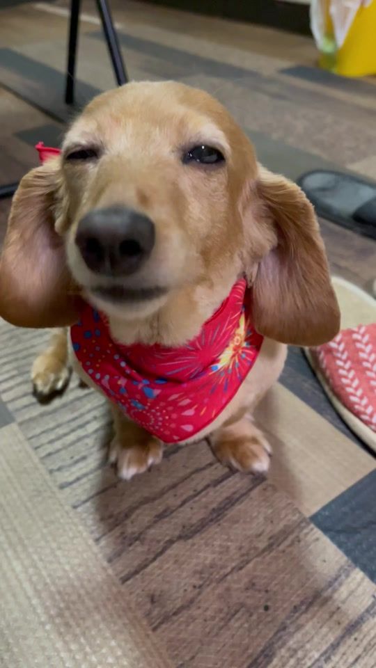 TikTok video thumbnail by pen.ducks