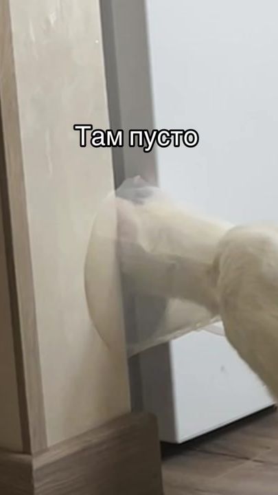TikTok video thumbnail by pashtet.com