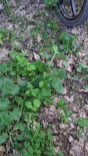 TikTok video thumbnail by rodionantonovici1
