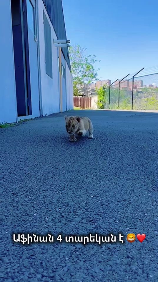 TikTok video thumbnail by yerevan_zoo