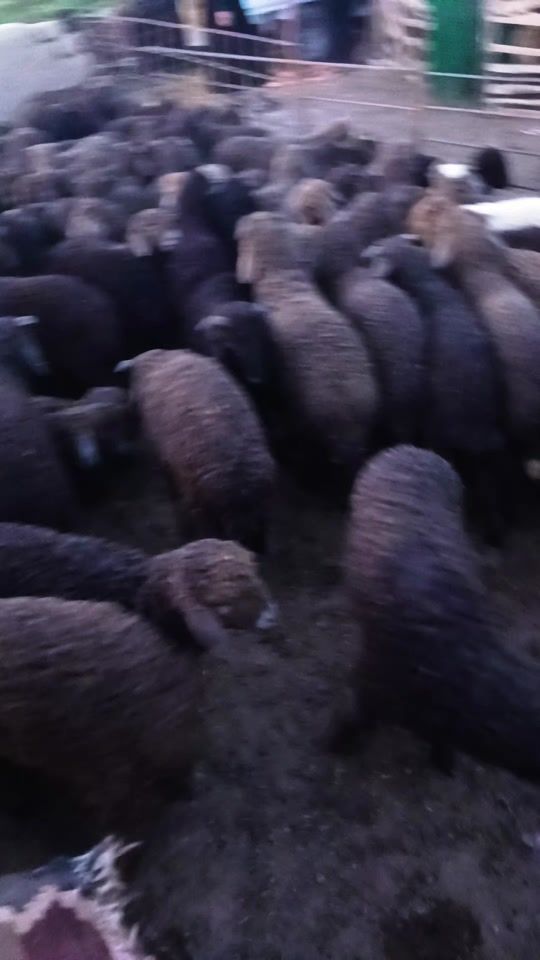 TikTok video thumbnail by sardorbek_0022