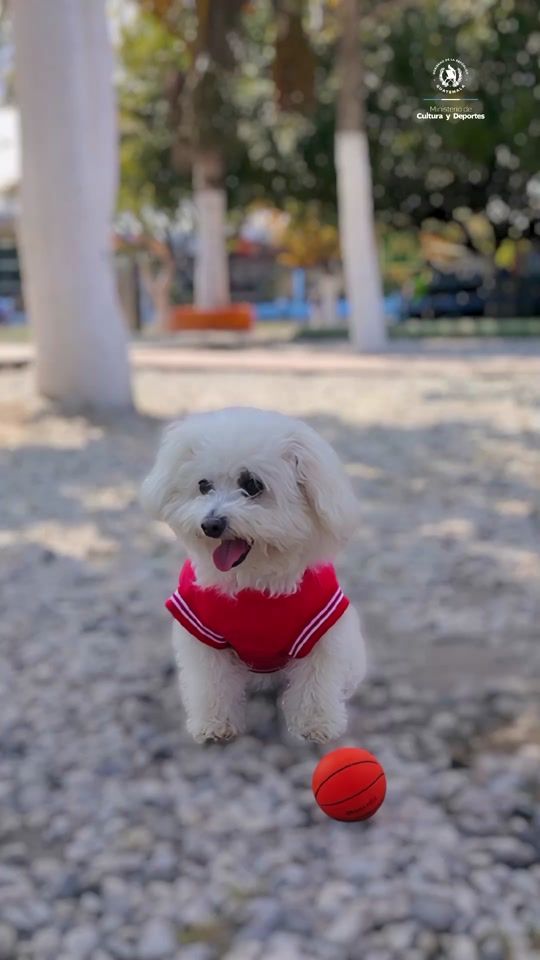 TikTok video thumbnail by cdcamposroosevelt
