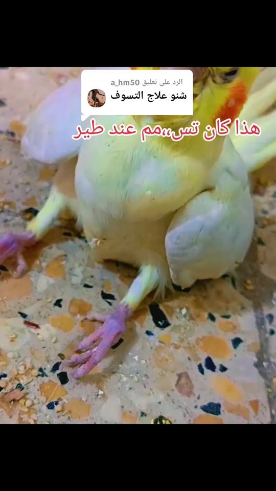 TikTok video thumbnail by lezo2012