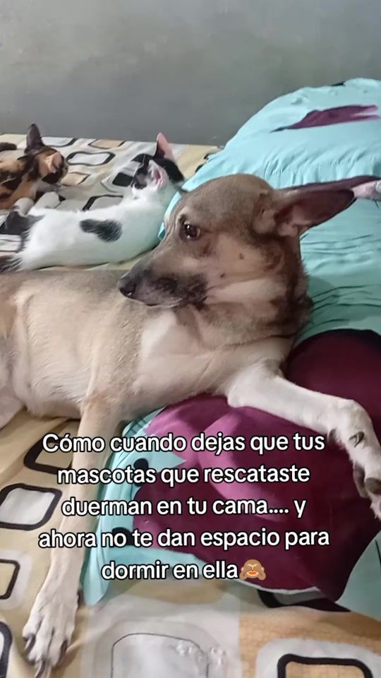 TikTok video thumbnail by alexandra.f.r