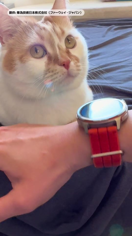 TikTok video thumbnail by giz_kohak