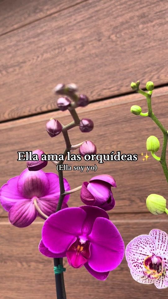 TikTok video thumbnail by orquiflorlima