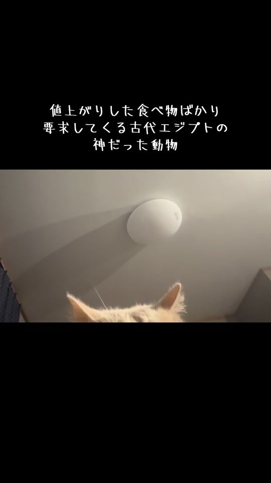 TikTok video thumbnail by jjbwb082
