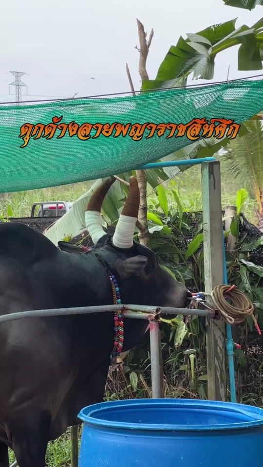 TikTok video thumbnail by dlw_xitho